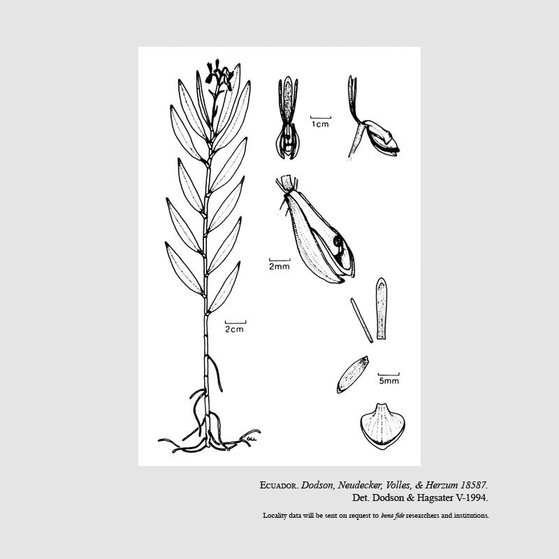 Epidendrum neudeckeri